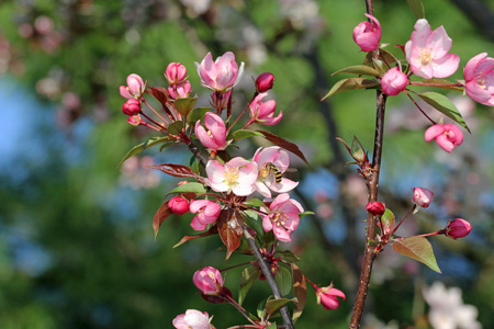 蜜蜂采集花粉从粉红色的海棠花在春天副本空间