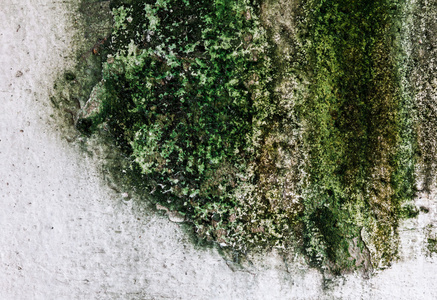 苔藓在水泥墙壁背景