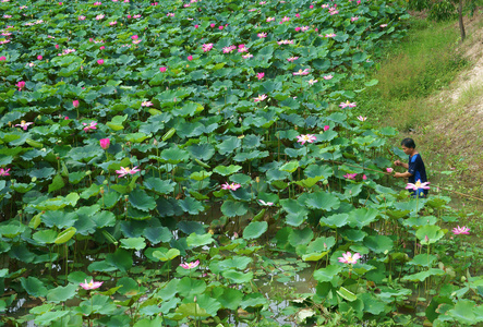 亚洲农民采摘荷花，植物区系的池塘