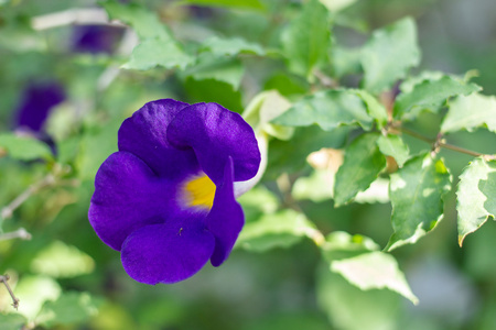 在野生自然的紫色花