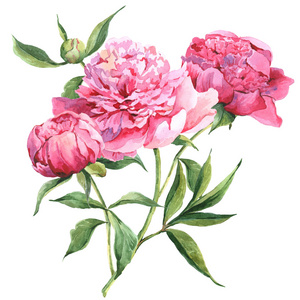粉色牡丹植物水彩插图