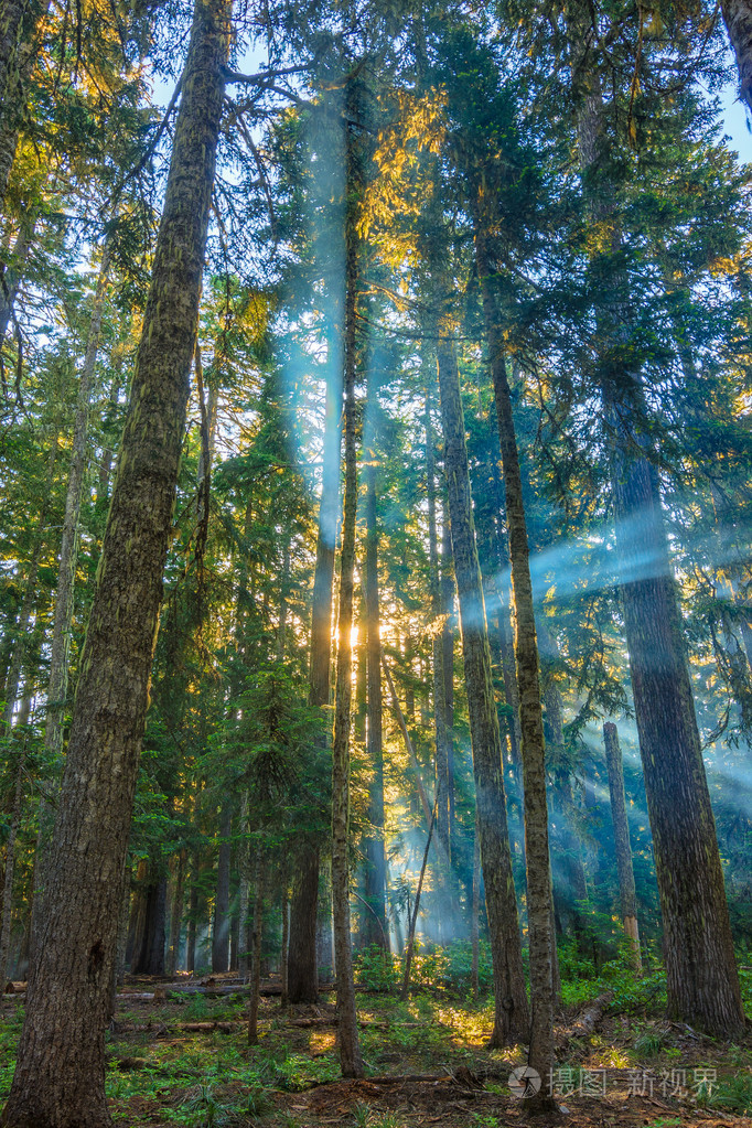 透过晨雾照进来的阳光