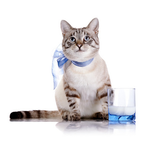 条纹的猫用蓝色的弓和一杯牛奶