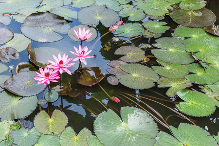 粉红色莲花盛开或池塘里的水中百合花开