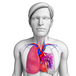 男性的肺解剖