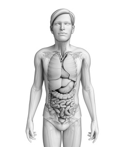消化系统的男性解剖