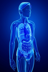 x 射线消化系统的男性身体图稿