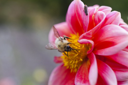 上一朵花的蜜蜂