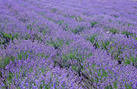 淡紫色小花