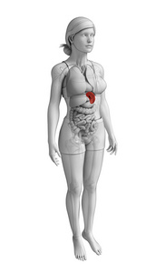 女性脾解剖照片