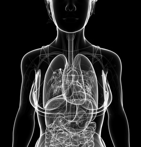 女性的 x 射线呼吸系统图稿