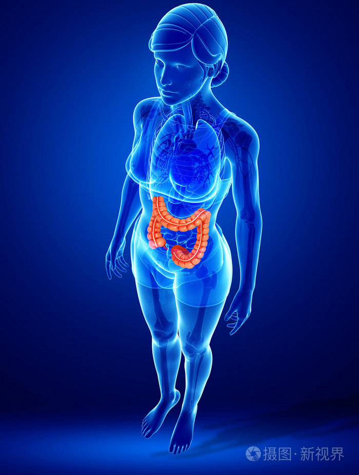 女性大肠解剖