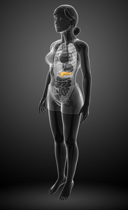 女性胰腺解剖