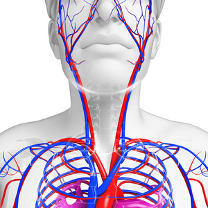 人类的脖子循环系统