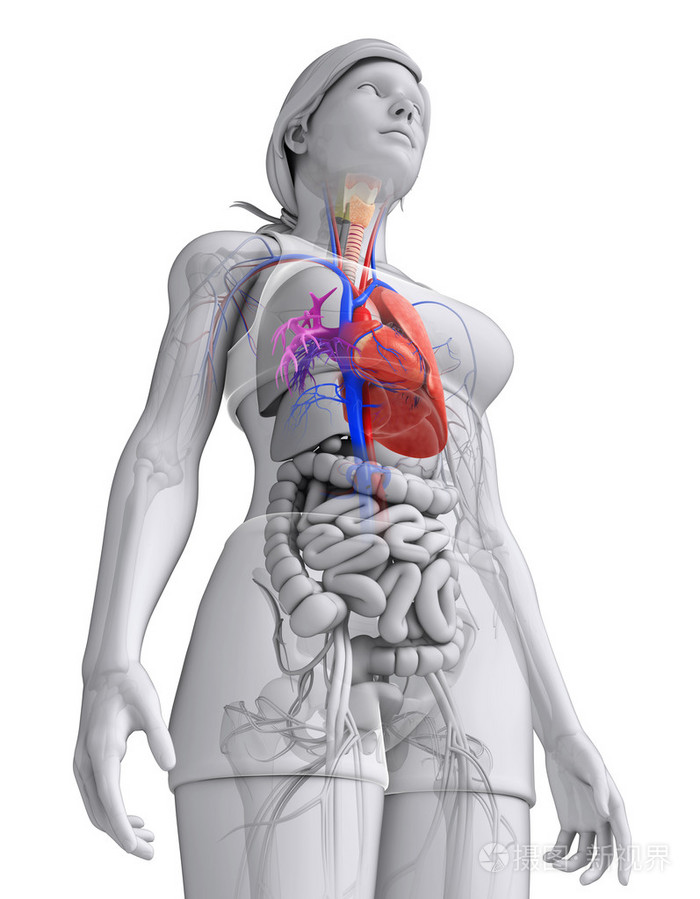 女身体心脏的位置图片图片