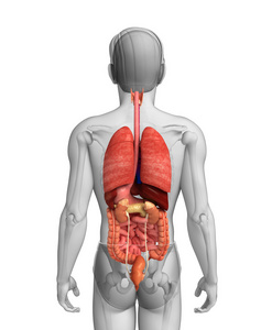 男性身体的消化系统