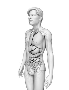 消化系统的男性解剖