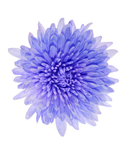 蓝色翠菊