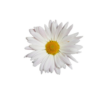 白色的雏菊纯白色的背景上孤立