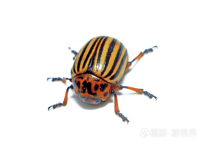 oliver的甲虫图片