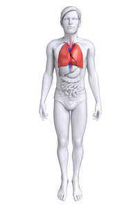 男性的肺解剖