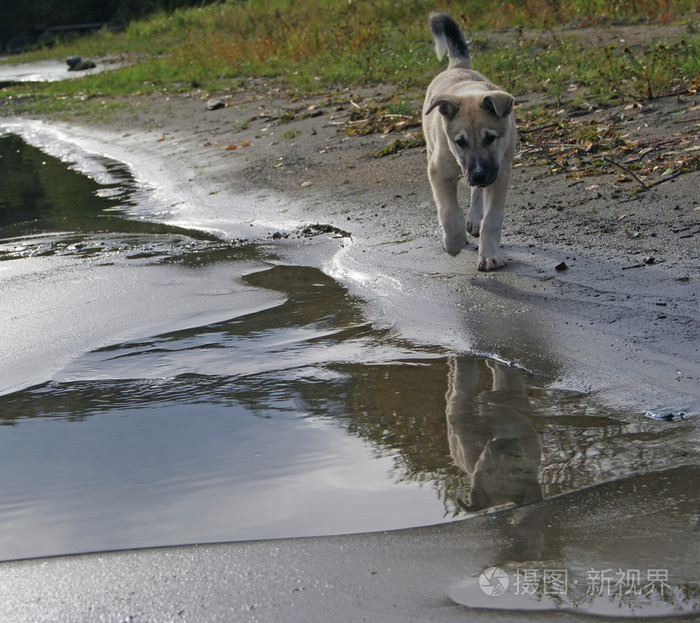 小狗及其在水中的倒影