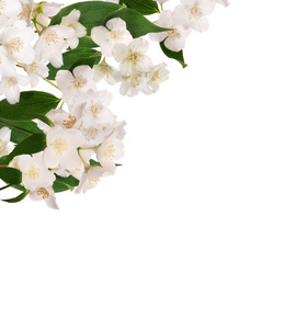 盛开的茉莉花布什图片-盛开的茉莉花布什素材-盛开的茉莉花布什插画