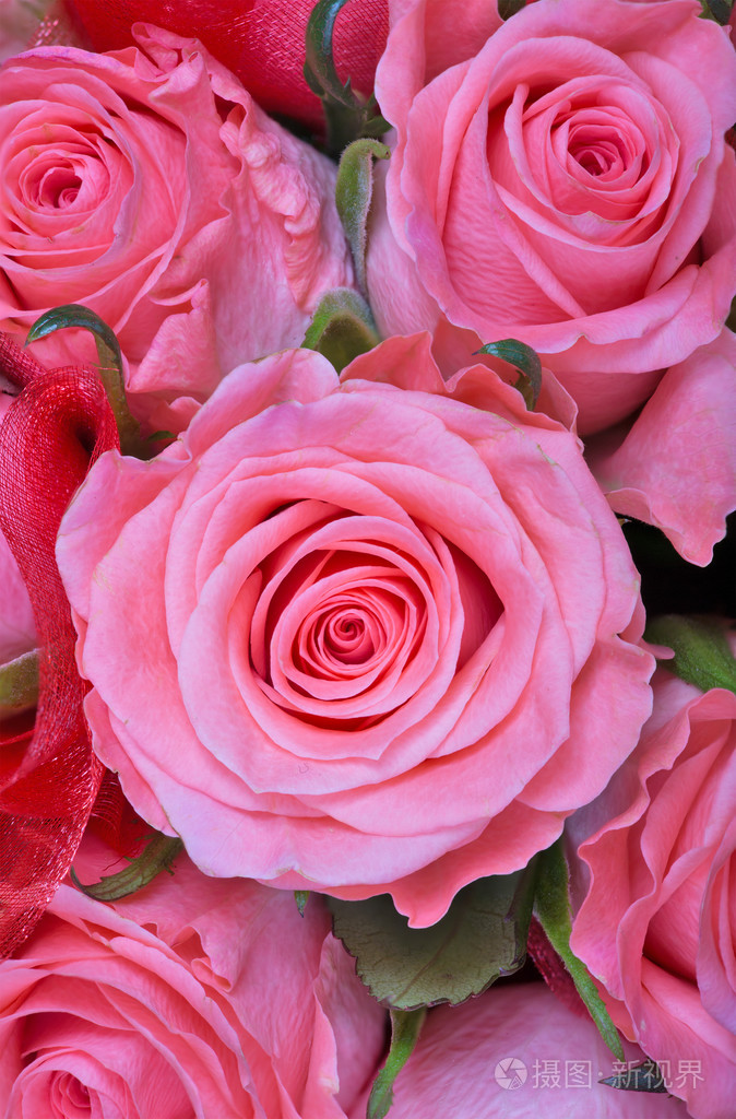 粉红色玫瑰代表什么(送女孩子玫瑰花代表什么意思) - 0415花卉网