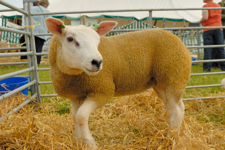 特克塞尔羊看图片