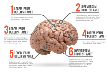 人类的大脑的信息图表，矢量图
