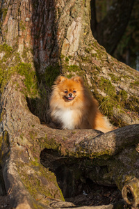 博美犬小狗坐在一棵树