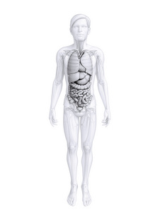 消化系统的男性解剖图片