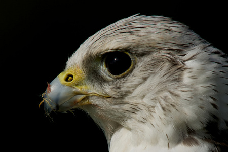 海东青头黑色背景的特写镜头照片