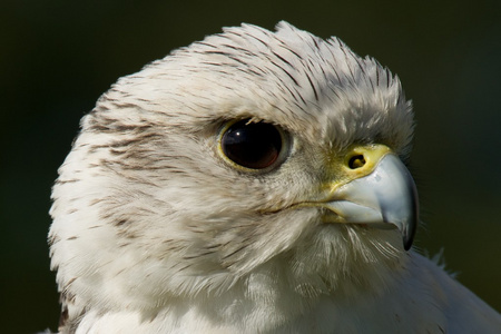 在配置文件中的白海东青头的特写镜头照片
