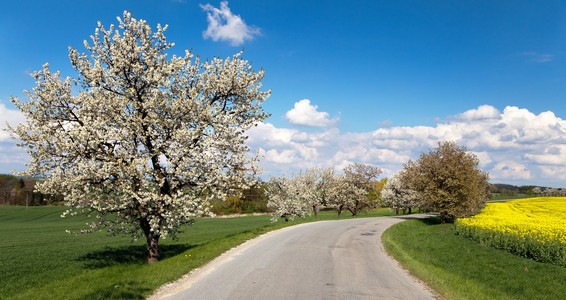 道路和开花樱桃树巷