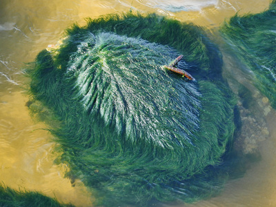 海滩岩石上的海藻