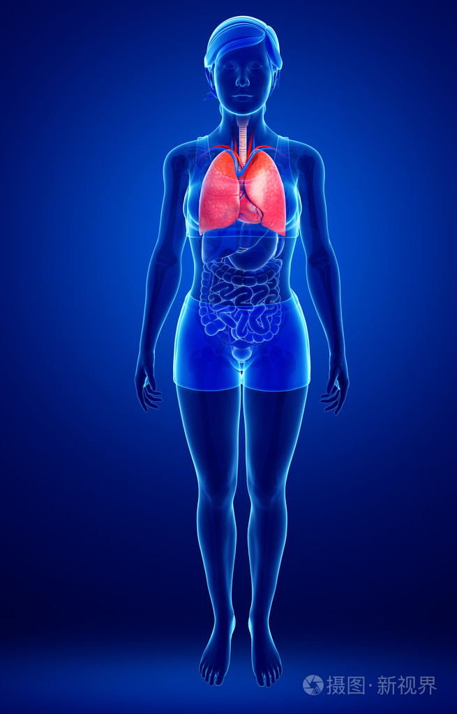 女性肺部解剖照片-正版商用图片1h1x7q-摄图新视界