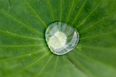 荷叶上的水珠