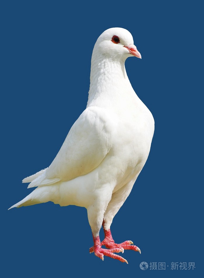 扩展授权如何选择jpg大 2190*2974px发票合同问题/动物羽毛小鸟查看