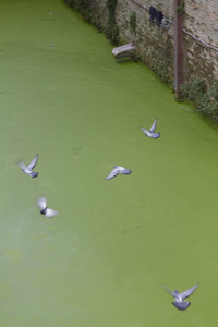 运河中的绿水