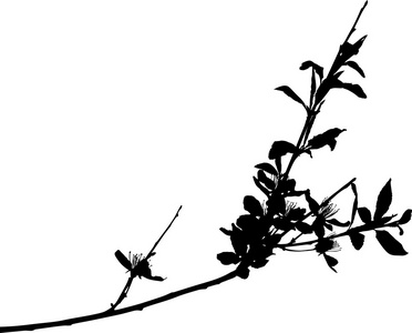 鲜花盛开的樱花树的剪影.手拉的花.