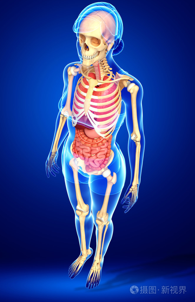 女性的骨骼和消化系统