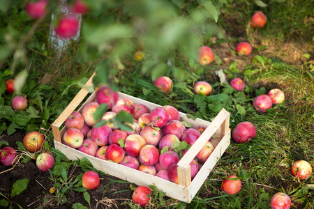 盒子装满了熟透了的苹果在花园里