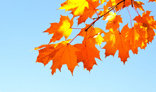 秋天，枫树叶和蓝蓝的天空背景