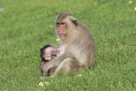 猴子和家人住在旧城泰国