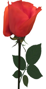 朱红的玫瑰花
