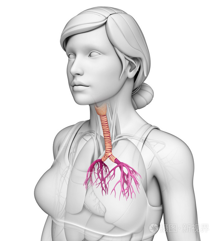 女性的喉咙解剖