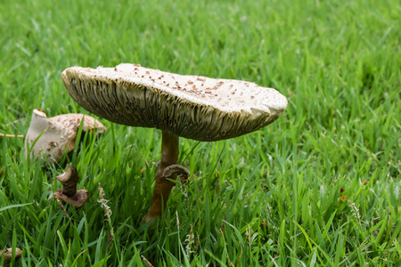蘑菇种植在草地