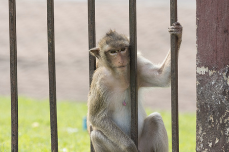 猴子和家人住在旧城泰国