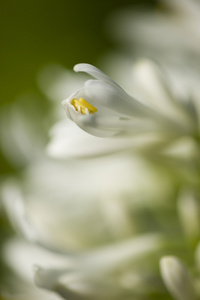 白葱属观赏花卉